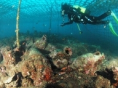 Submarine world in Croatia - Cavtat Diving & Amphoraes   (Part I)